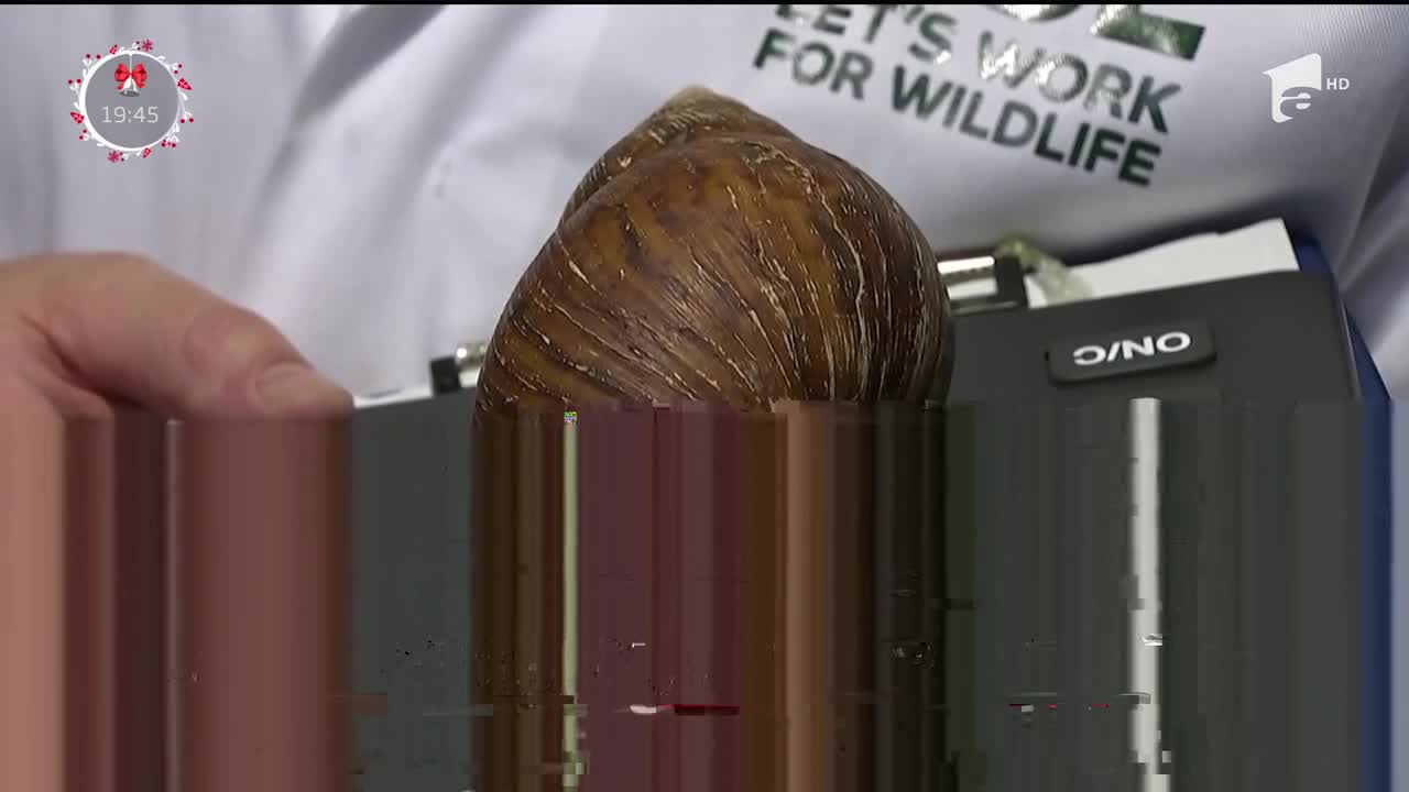 Recensăm&acirc;ntul animalelor de la grădina zoologică din Londra