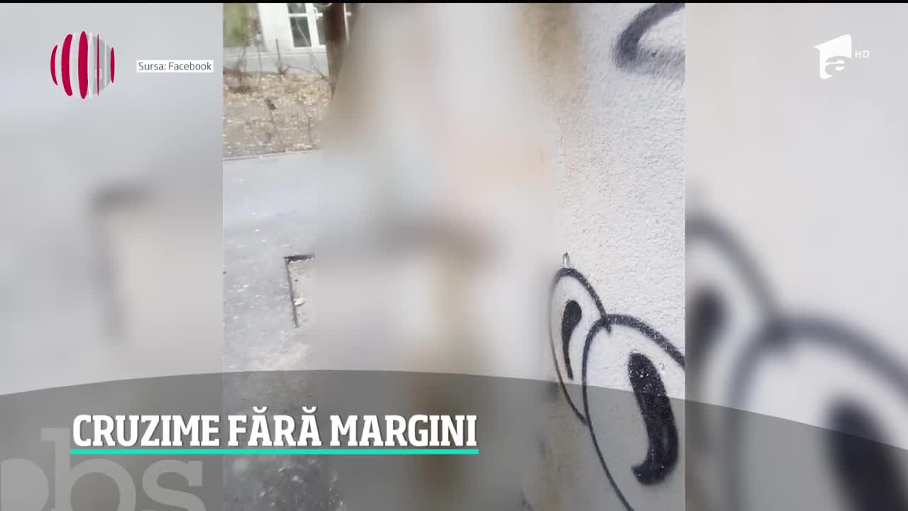 Un c&acirc;ine a fost găsit sp&acirc;nzurat &icirc;n centrul Capitalei de o ţeavă de gaze