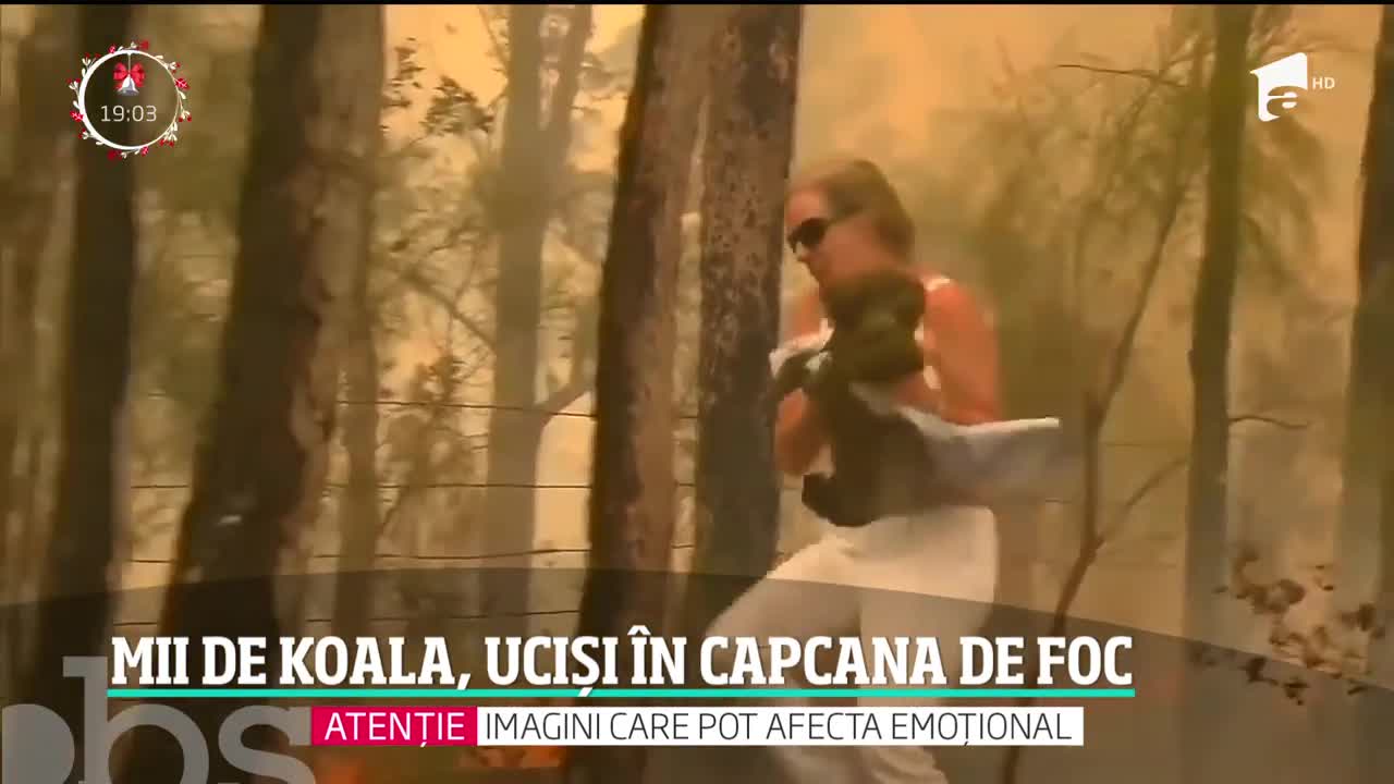 Imagini sf&acirc;şietoare! Mii de ursuleţi Koala au pierit &icirc;n incendiile din Australia