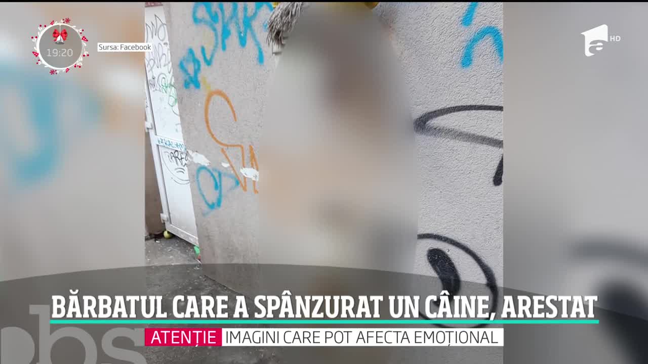 Bărbatul care a sp&acirc;nzurat un c&acirc;ine &icirc;n centrul Capitalei a fost prins