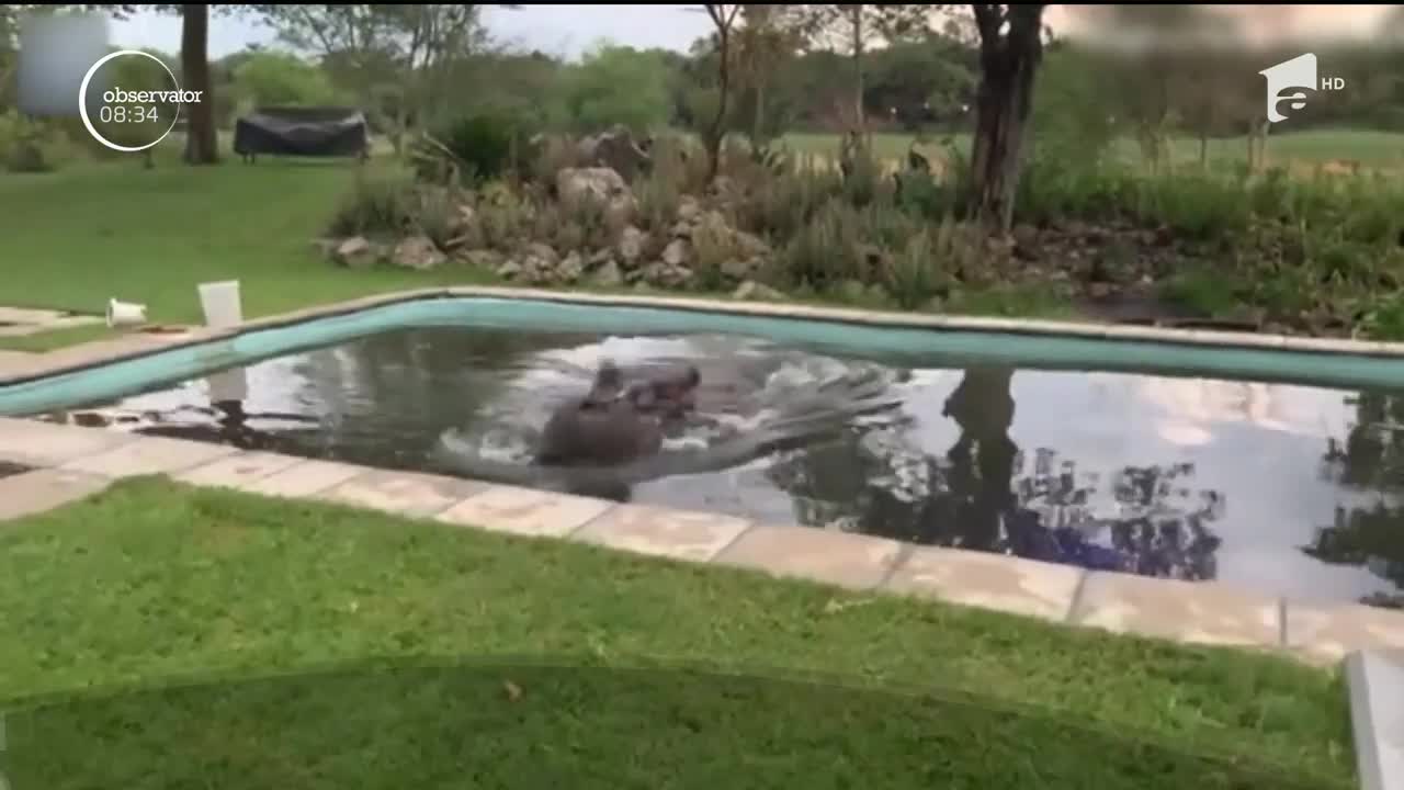 O familie din Botswana s-a trezit cu un hipopotam &icirc;n piscina din spatele casei
