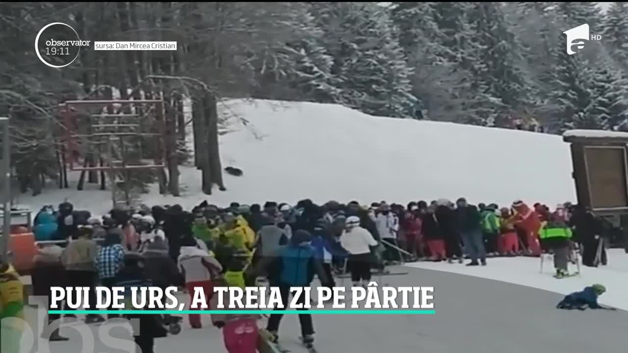 Pui de urs, pe p&acirc;rtia Clăbucet din Predeal