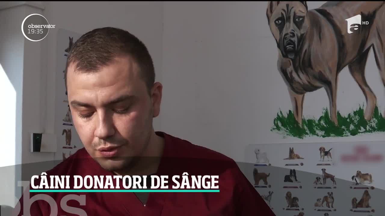 Există eroi şi printre c&acirc;ini! Sunt cei care donează s&acirc;nge ca să salveze vieţile altor animale