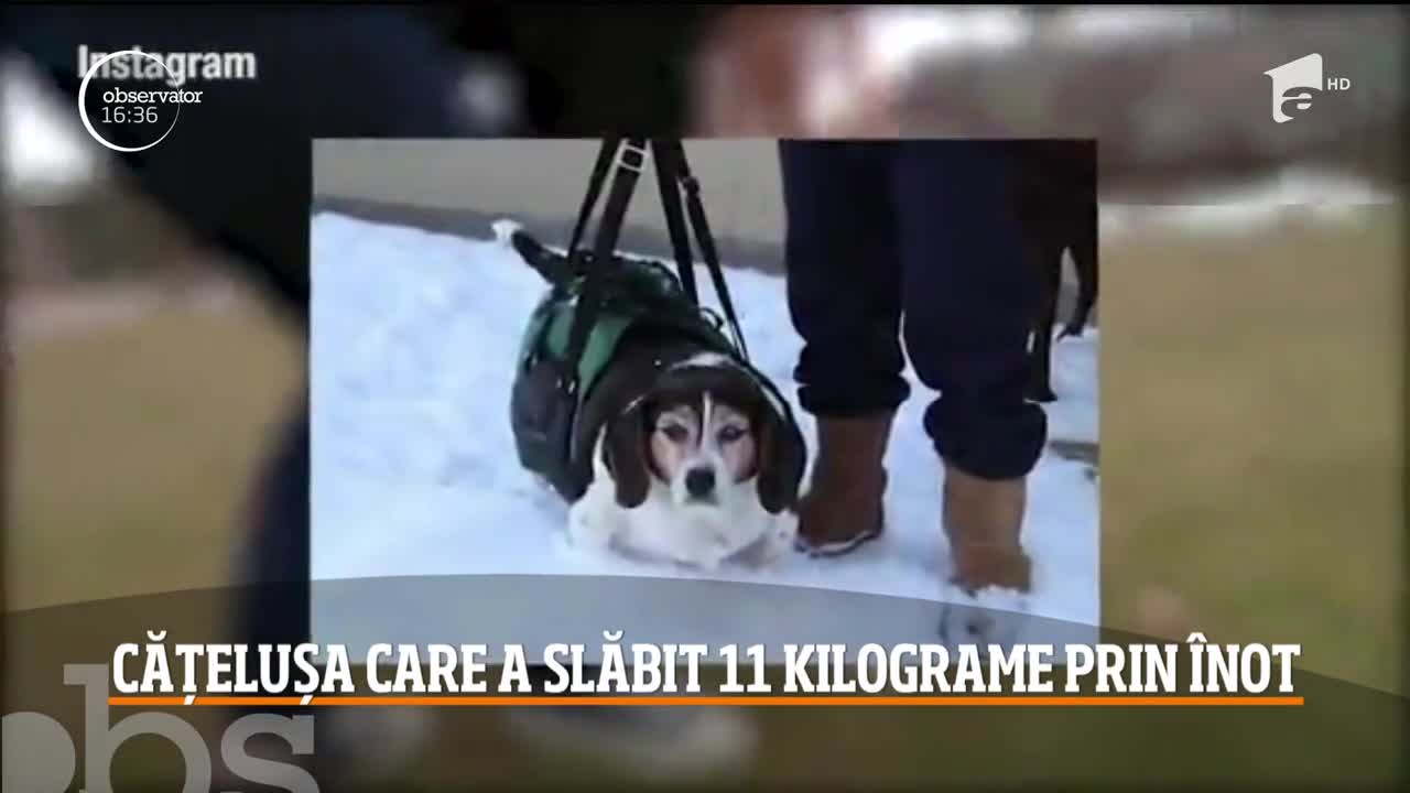 O cățelușă din Statele Unite a reușit să slăbească 11 kilograme &icirc;ntr-un an