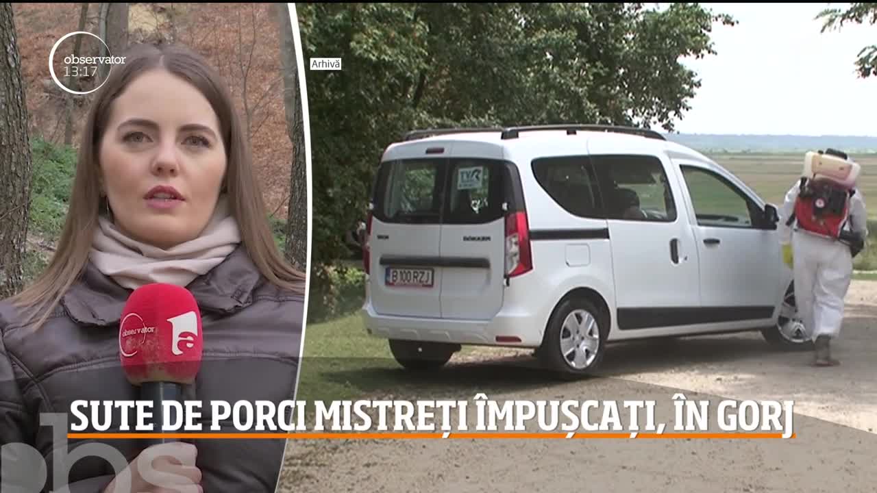 Sute de porci mistreţi vor fi &icirc;mpuşcaţi &icirc;n pădurile din judeţul Gorj