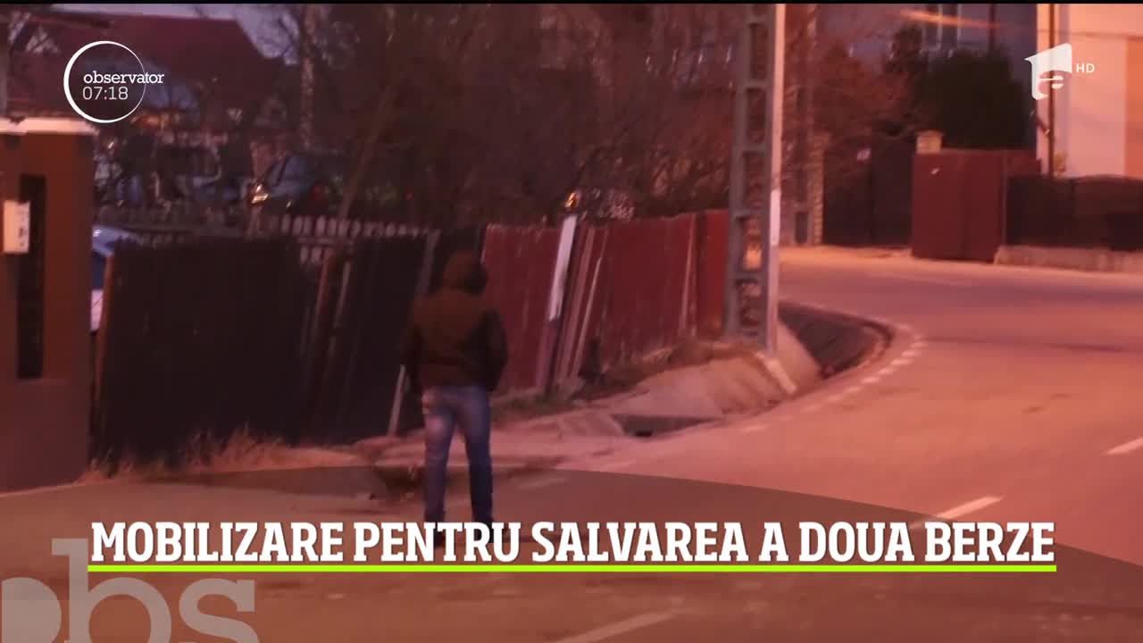 Mobilizare pentru salvarea a două berze, &icirc;n Pitești