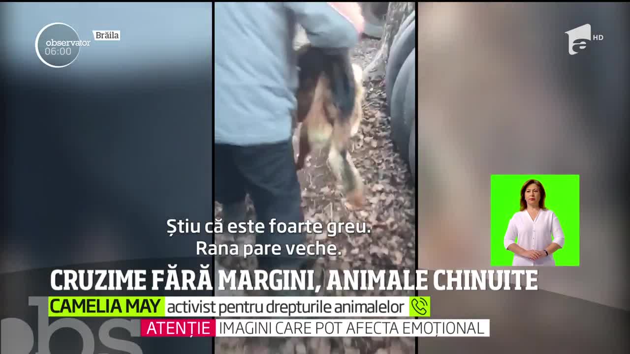 Cruzime fără margini, animale maltratate și &icirc;mpușcate