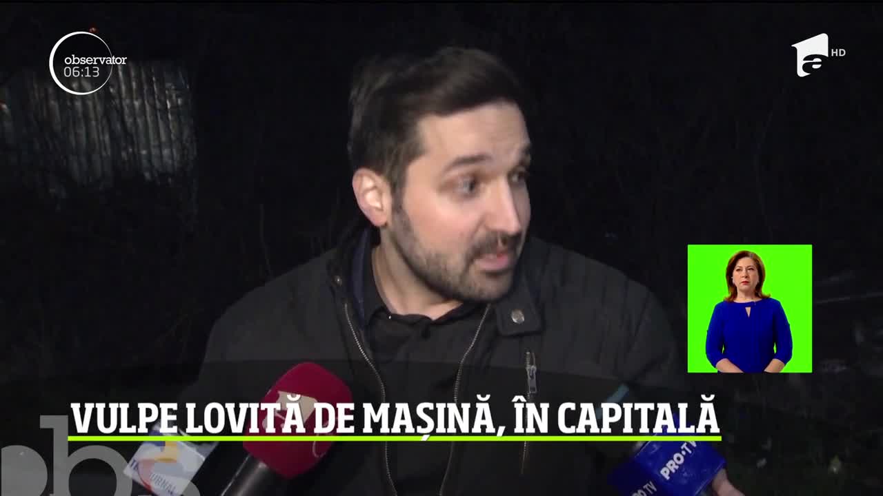 Vulpe lovită de mașină, &icirc;n Capitală