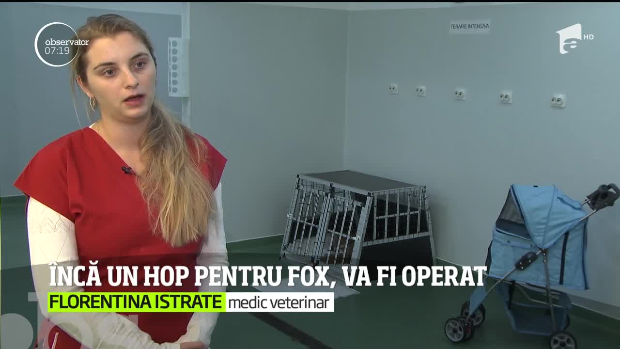 &Icirc;n vizită la vulpoiul Fox, animalul care a fost lovit de o maşină pe un bulevard din Capitală