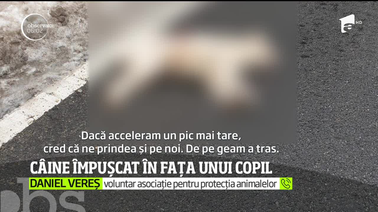 C&acirc;ine &icirc;mpușcat &icirc;n fața unui copil, &icirc;n Maramureș