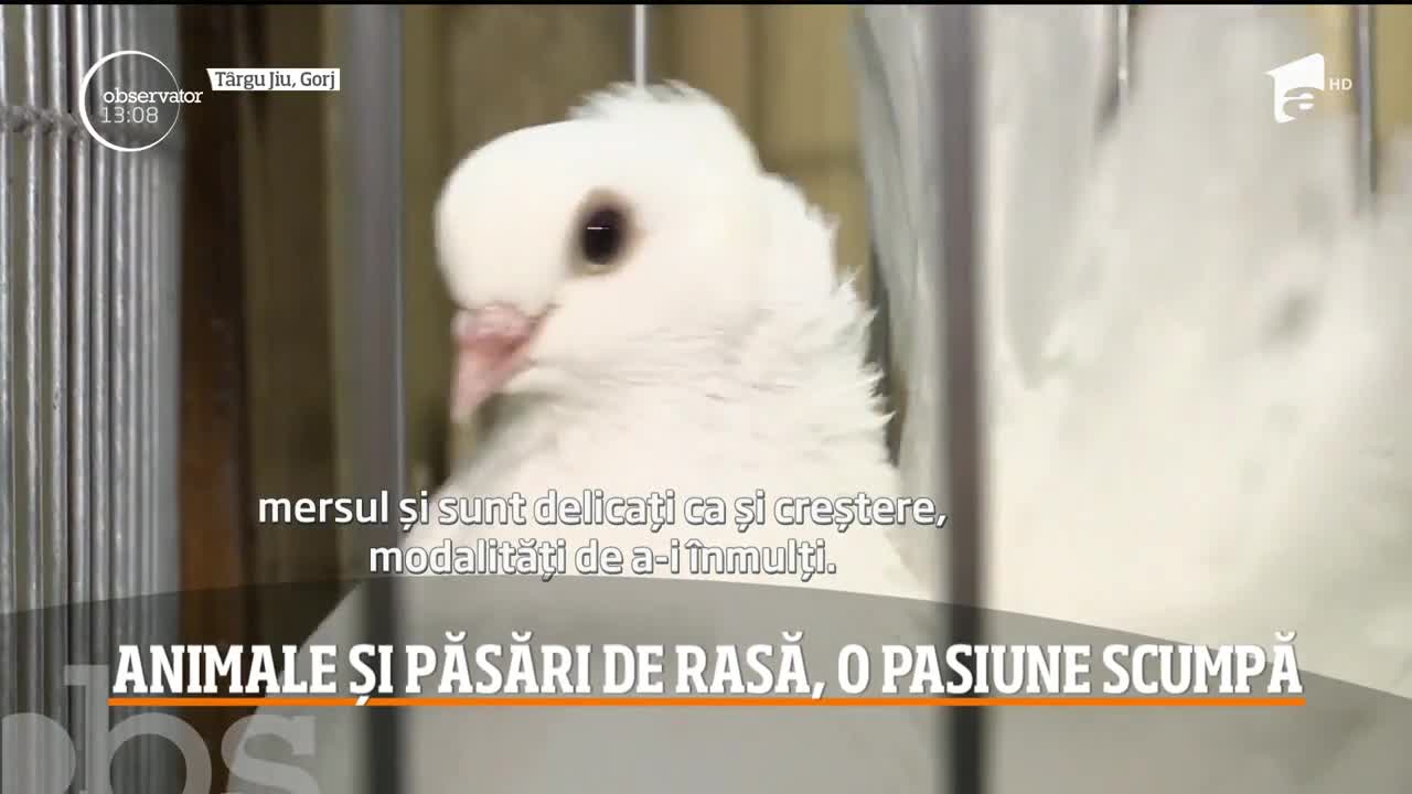 Iepuri uriaşi sau porumbei descendenţi din rasele crescute pe vremea romanilor, atracțiile expoziției de la T&acirc;rgu Jiu