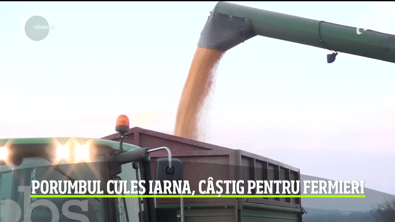 Porumbul culeg iarna, c&acirc;știg pentru fermieri