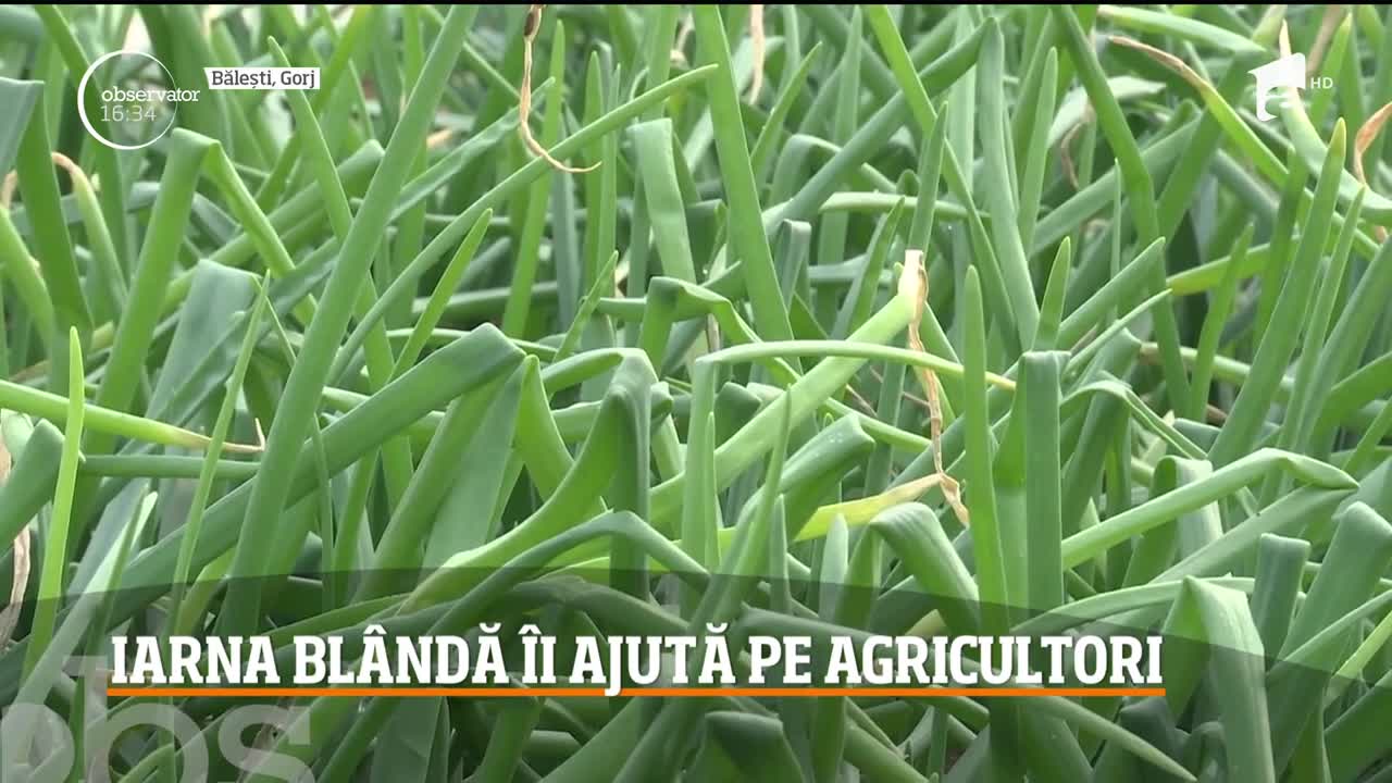 Iarna bl&acirc;ndă &icirc;i ajută pe agricultori