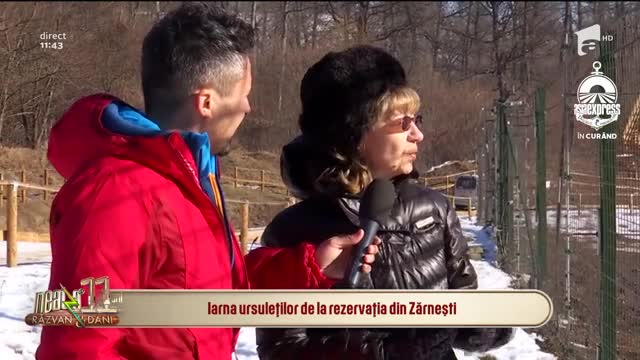 Neatza cu Răzvan și Dani. Iarna ursuleților de la rezervația din Zărnești: Datorită ursoaicei Maya a apărut acest loc special