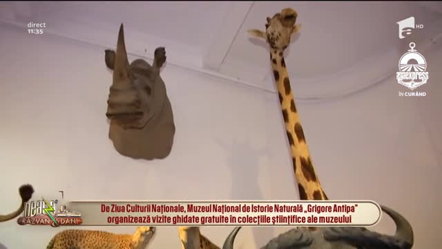 Neatza cu Răzvan și Dani. Vizite ghidate gratuite &icirc;n colecțiile științifice ale muzeului Național de Istorie Naturală Grigore Antipa