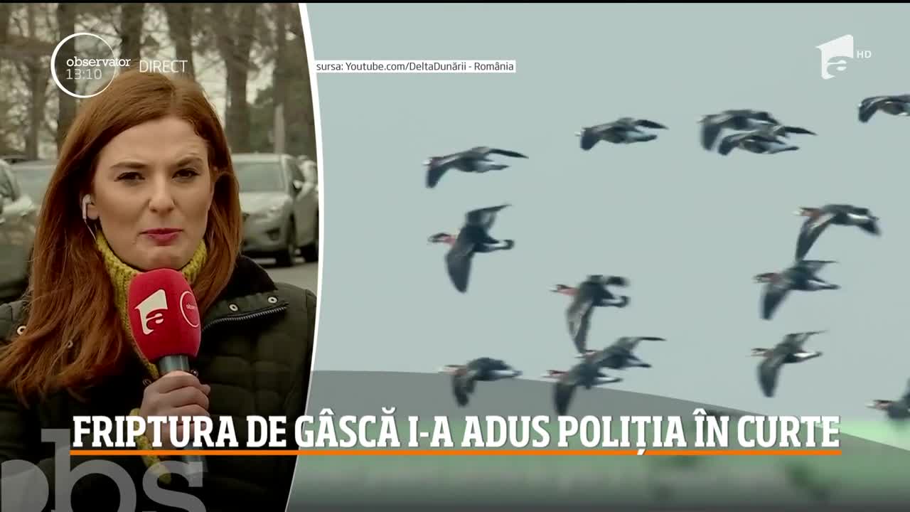 Brăilean anchetat după ce a m&acirc;ncat o g&acirc;scă protejată de lege. Polițiștii au ajuns la el urmărind cipul pe care &icirc;l avea implantat pasărea