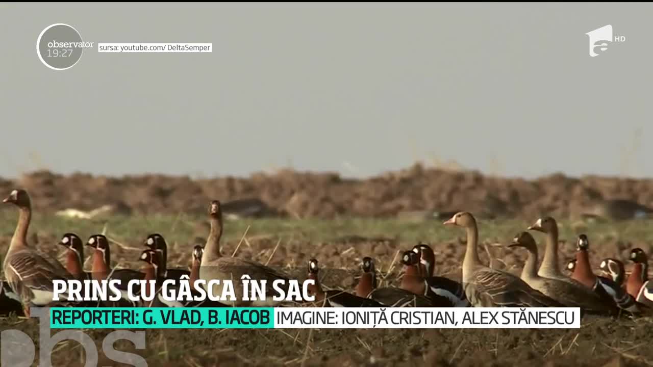 Friptura de g&acirc;scă l-ar putea trimite după gratii pe un brăilean. Omul a prins un exemplar extrem de rar, care avea un cip de urmărire implantat