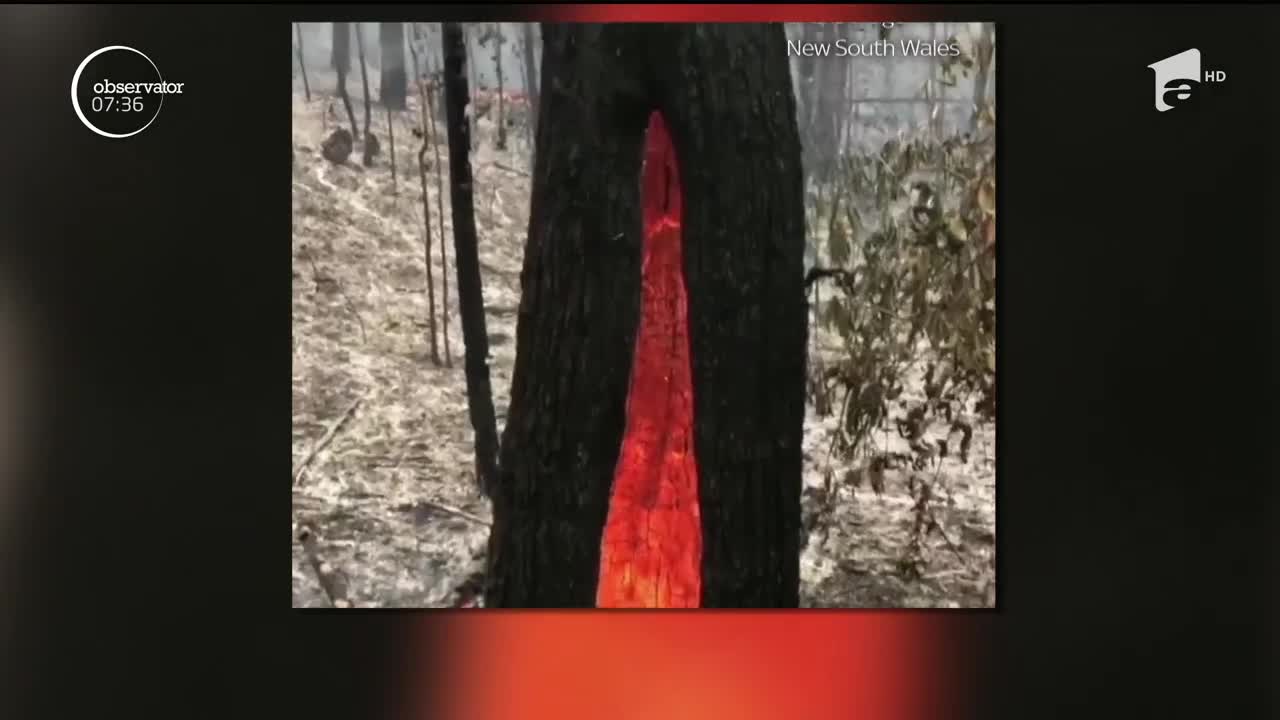 Imagini incredibile surprinse &icirc;n Australia! Un pom arde din interior