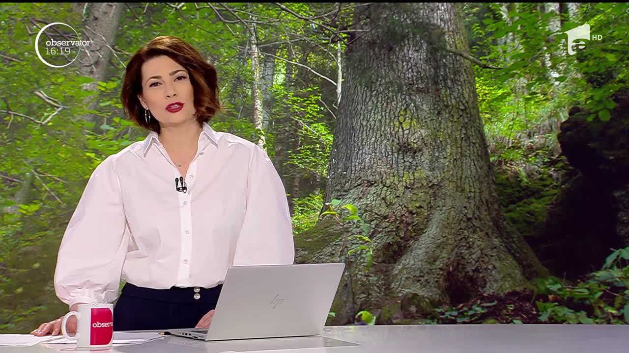Bradul de 500 de ani din Munţii Cindrel concurează pentru titlul de Arborele European al Anului 2020