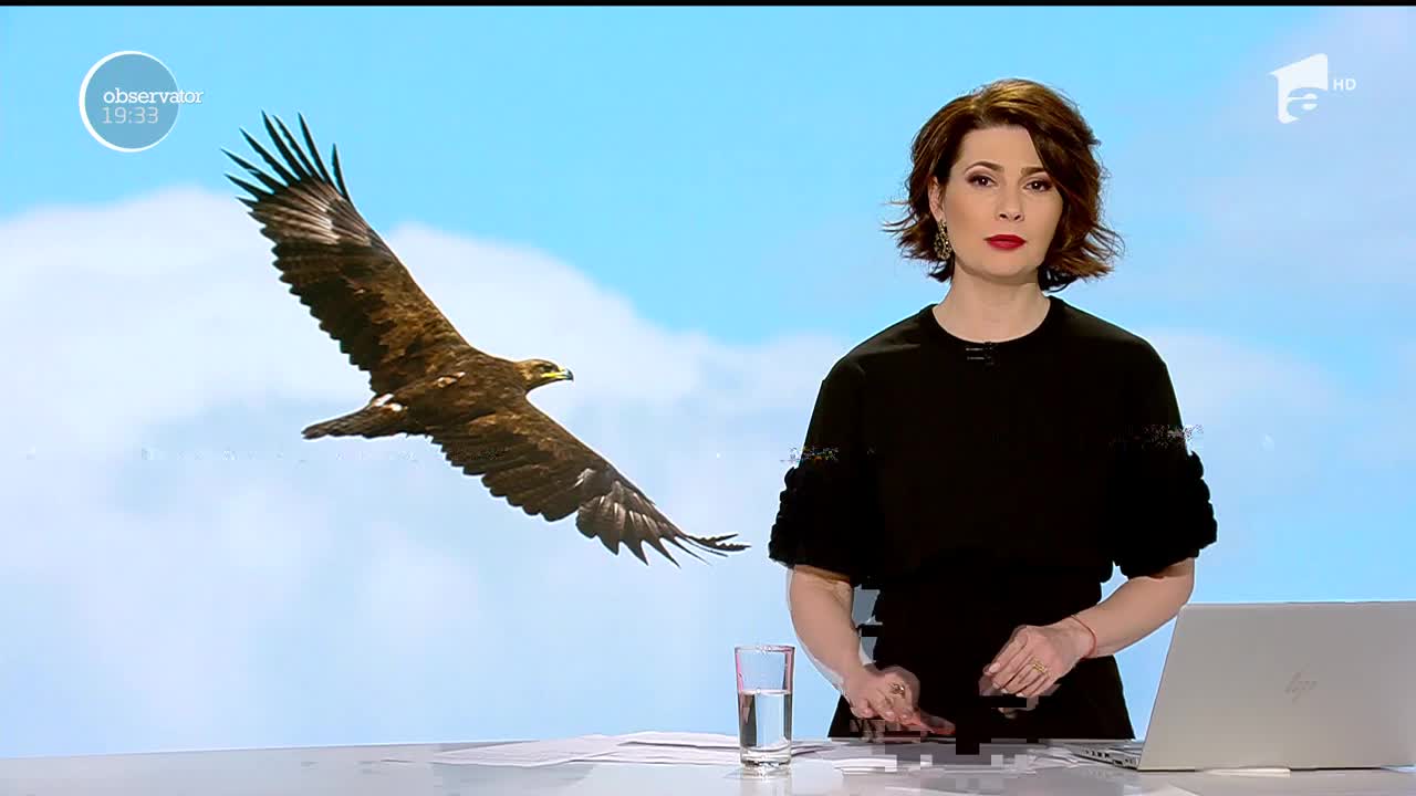 O acvilă uriaşă, protejată &icirc;n Europa, aproape omor&acirc;tă la Teleorman