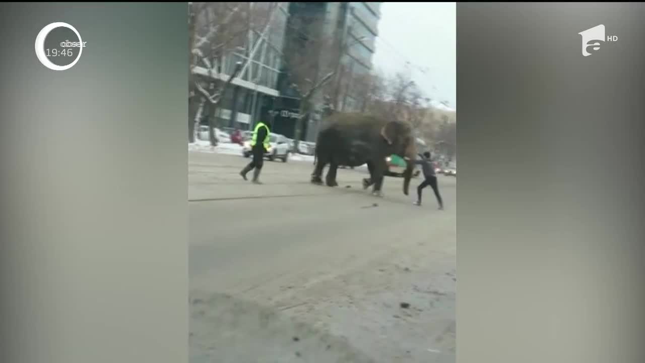 Doi elefanţi care au evadat de la un circ, plimbare &icirc;n voie pe străzile unui oraş din Rusia. Cum a arătat aventura lor