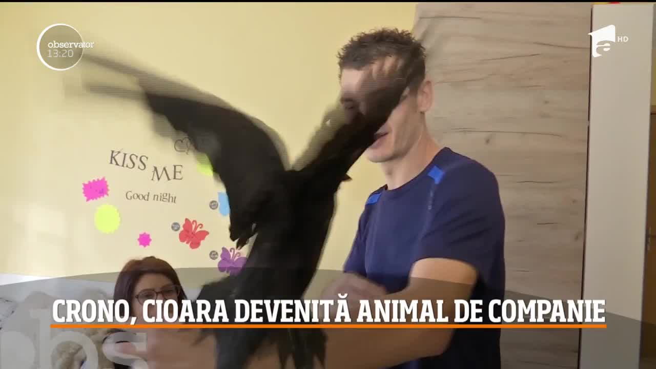 Crono, cioara devenită animal de companie