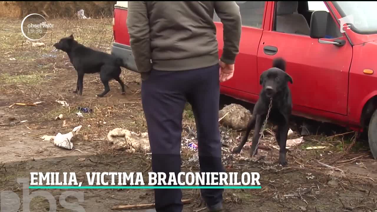 G&acirc;scă protejată de lege, transformată &icirc;n tocăniţă de un brăilean