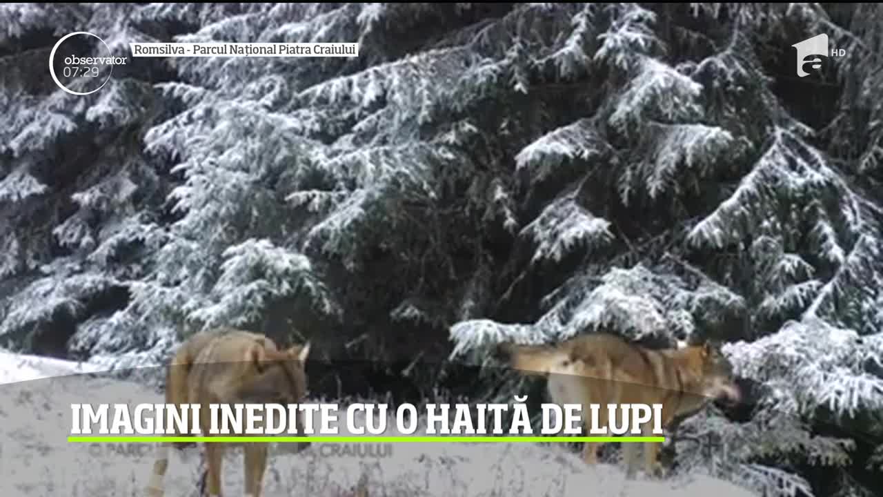 Imagini spectaculoase cu o haită de lupi, surprinse &icirc;n Parcul Naţional Piatra Craiului