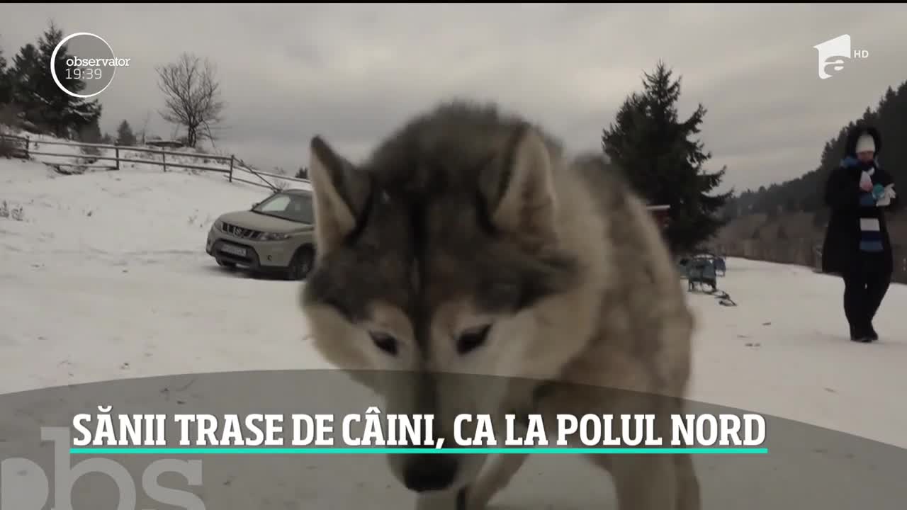 Sănii trase de c&acirc;ini &icirc;n Harghita, ca la Polul Nord