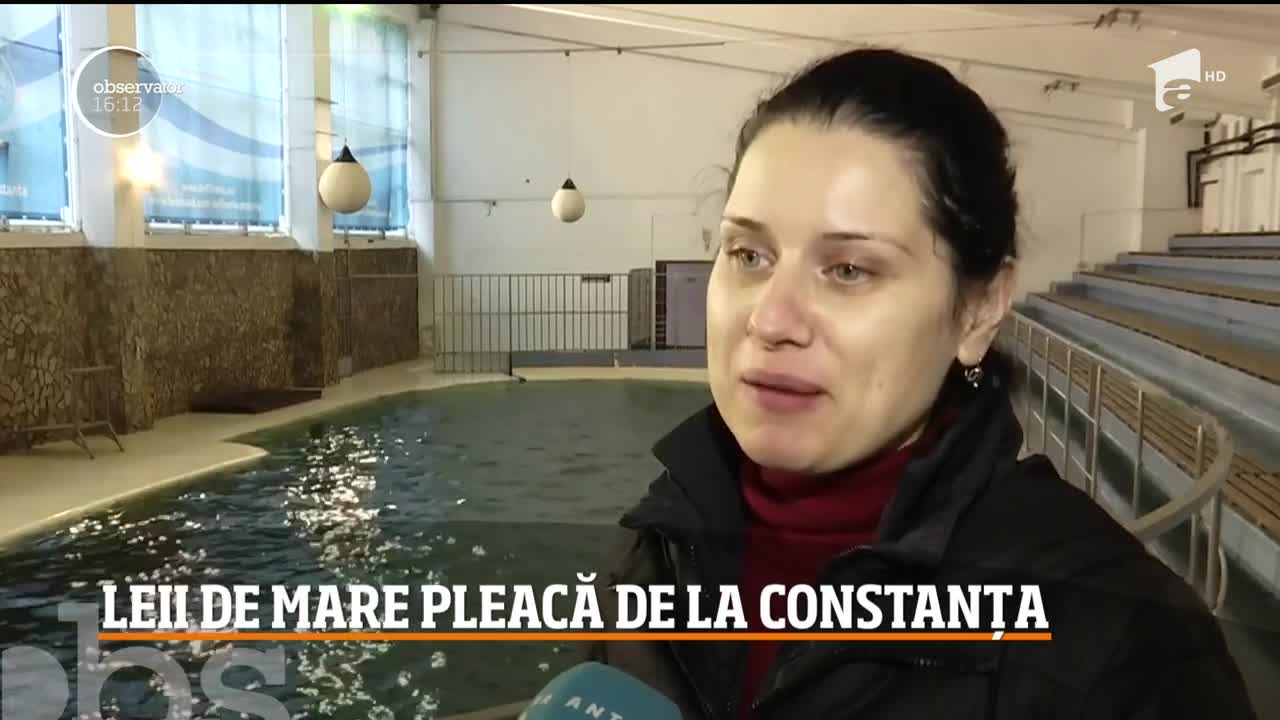 Leii de mare de la delfinariul din Constanţa &icirc;şi iau adio de la publicul din Rom&acirc;nia