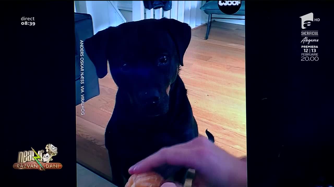 Smiley News - Neatza cu Răzvan și Dani. Cum măn&acirc;ncă un cățeluș o mandarină