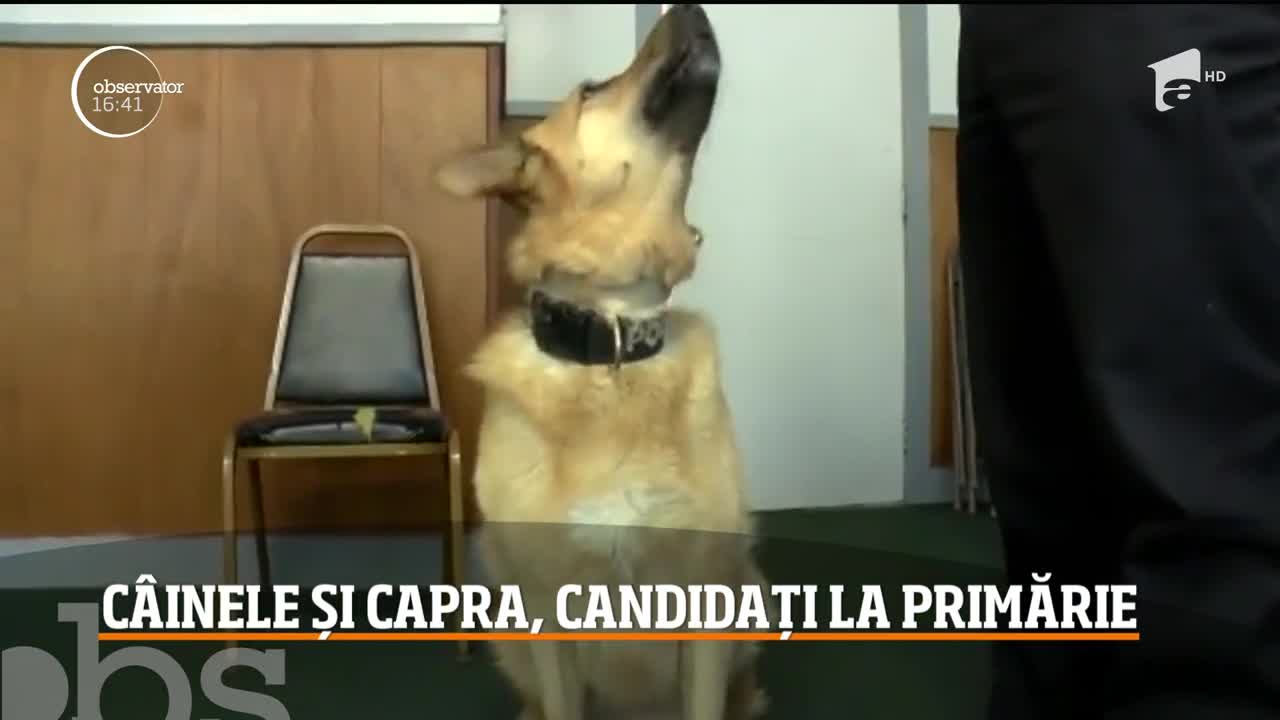 Un c&acirc;ine şi o capră, candidaţi pentru titlul de primar &icirc;n SUA