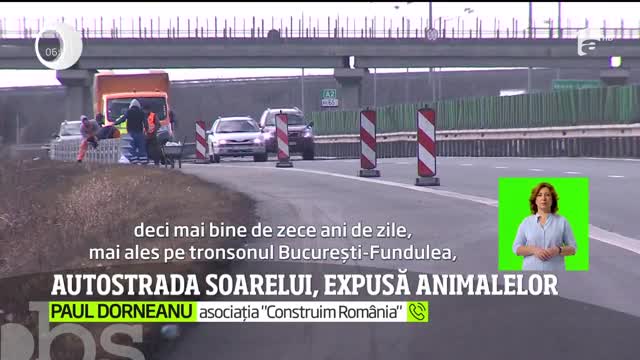 Autostrada Soarelui, expusă animalelor. Plasele de protecţie lipsesc, iar şoferii care circulă pe acolo &icirc;şi pun viaţa &icirc;n pericol