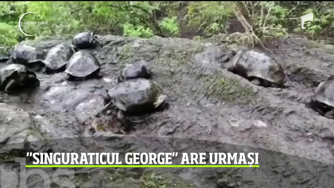 Descoperire revoluţionară &icirc;n Insulele Galapagos! Țestoasă "Singuraticul George" are urmași