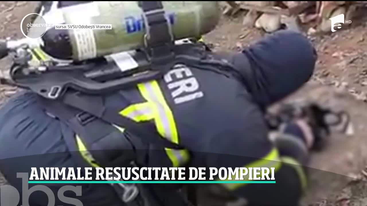 C&acirc;nd trebuie să salveze vieţi, unii nu ţin cont că e vorba despre un om sau un animal. C&acirc;ţiva pompieri au făcut tot posibilul ca doi căţei şi o pisică să trăiască