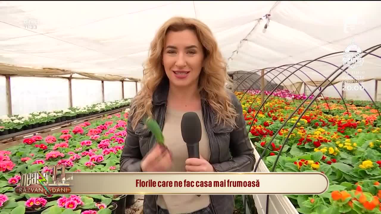 Primula, una dintre cele mai iubite flori ale rom&acirc;nilor
