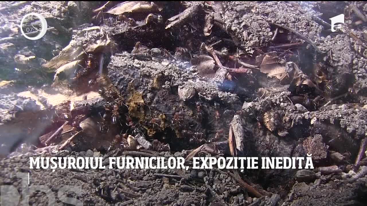 Mușuroiul furnicilor, expoziţie inedită la Iaşi