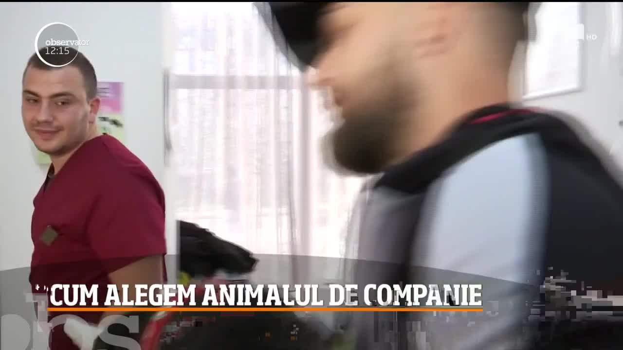 Cum alegem animalul de companie potrivit pentru copilul nostru
