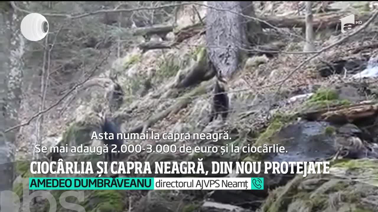 Cioc&acirc;rlia şi capra neagră vor fi, din nou, protejate de lege