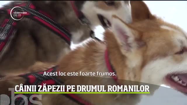 Un concurs de iarnă inedit: cursa de sănii trase de c&acirc;ini