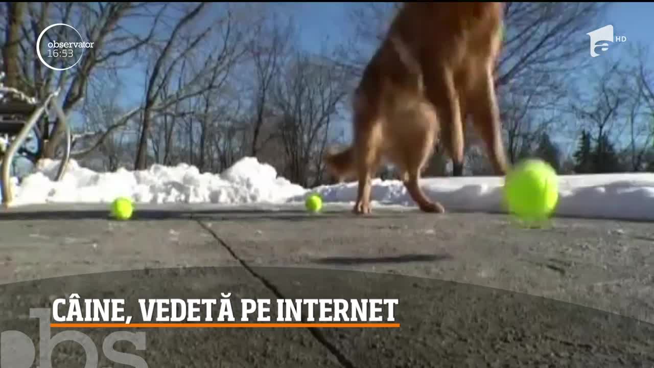 Povestea c&acirc;inelui care a devenit celebru pentru că are gura mare