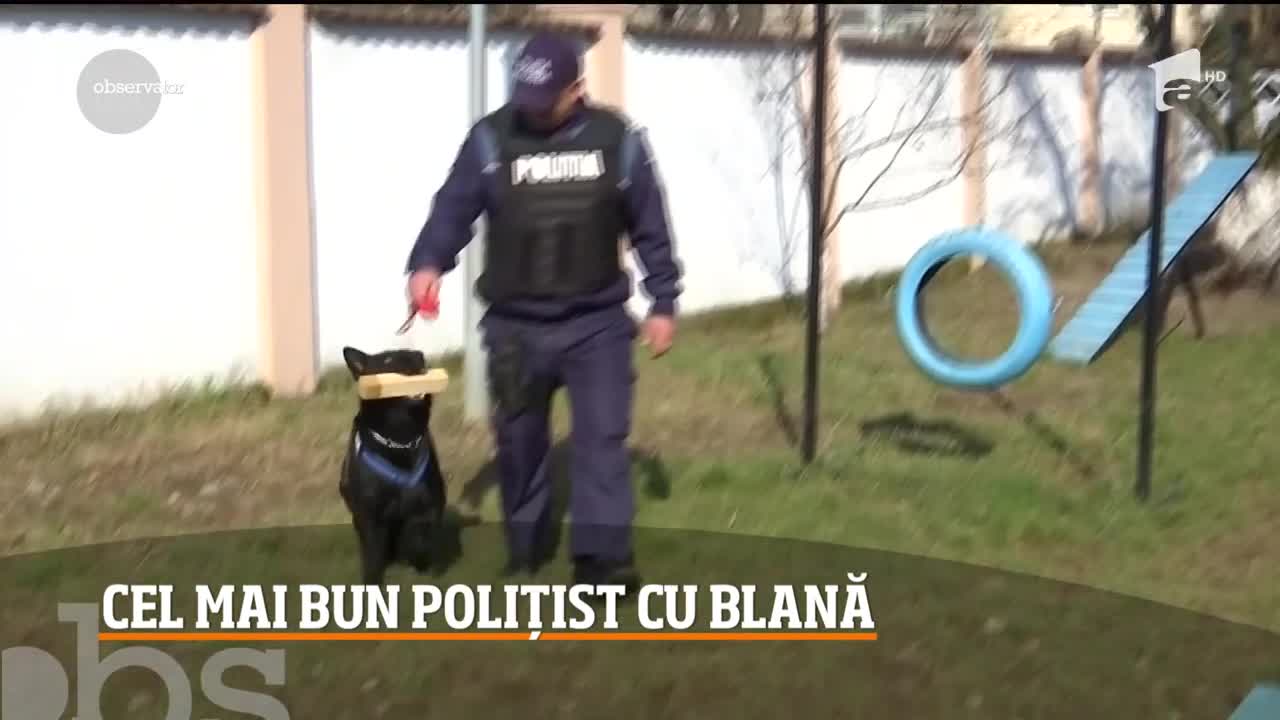 Căţeluşa Teba, unul dintre cei mai eficienţi poliţişti din Maramureş