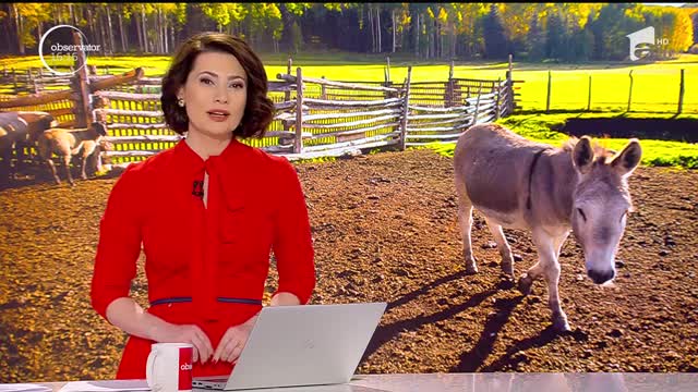 Măgăruş abandonat de stăp&acirc;n, mascota copiilor dintr-o comună din Gorj
