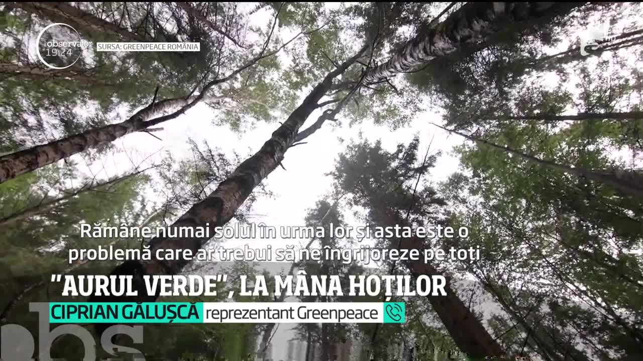 Pădurile din Rom&acirc;nia, la m&acirc;na hoților. Ministrul Mediului promite plantarea a 50 de milioane de puieţi