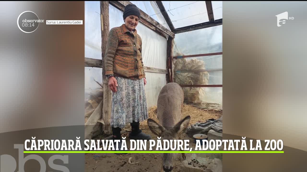 Căprioară salvată dintr-o pădure de l&acirc;ngă Galați, adoptată la Zoo