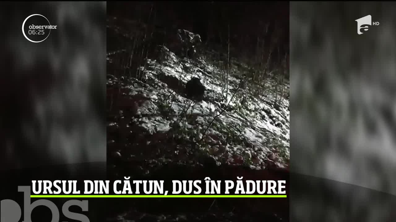 Ursul care &icirc;şi făcuse un obicei din a intra &icirc;n gospodăriile sătenilor dintr-un cătun din Apuseni, tranchilizat şi relocat
