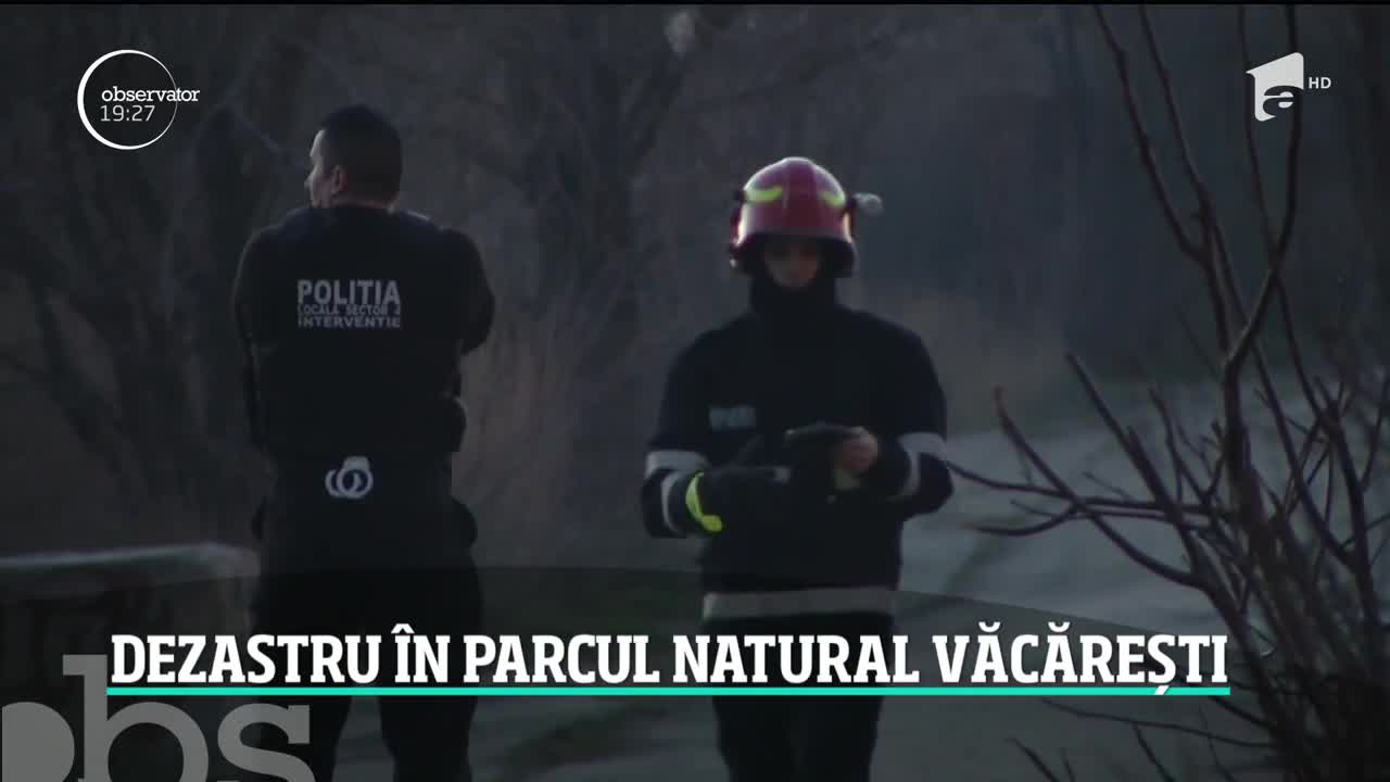 Cenuşă &icirc;n cel mai sălbatic loc din Bucureşti. Incendiul din Delta Văcăreşti a ars hectare &icirc;ntregi de stuf şi vegetaţe uscată