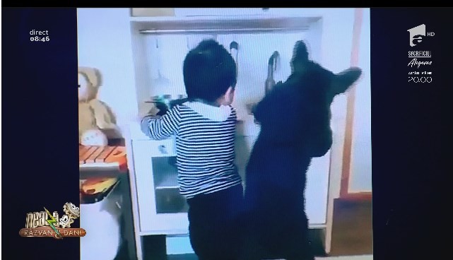 Smiley News - Neatza cu Răzvan și Dani. Cămila din mașină, jocul din nămol și cățelul care spală vase