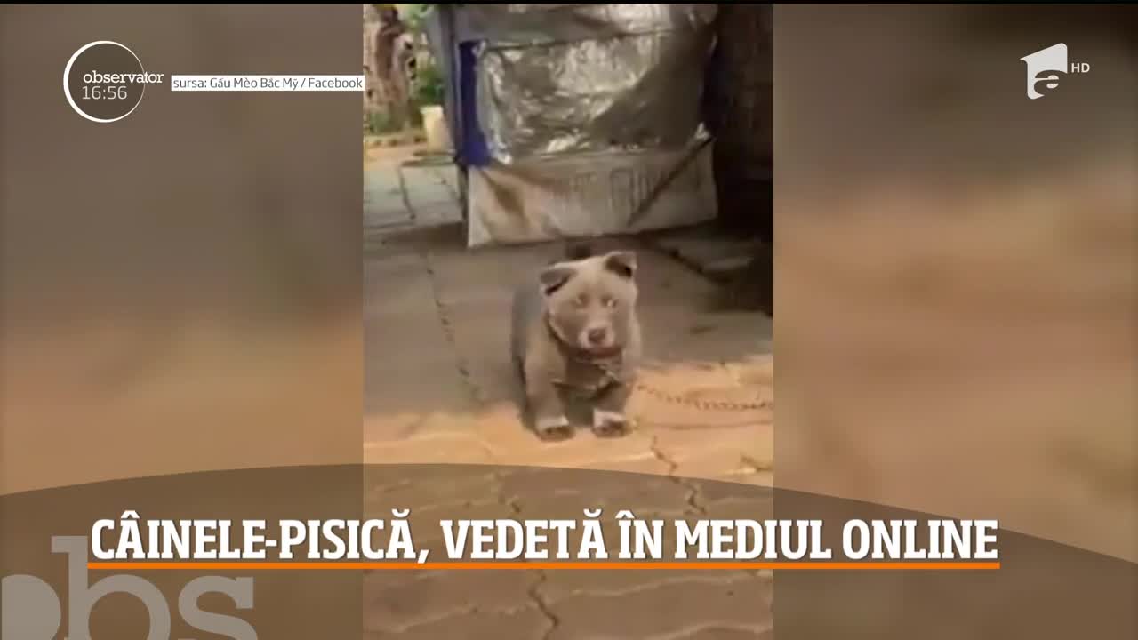 Un căţel din Vietnam a creat controverse &icirc;n mediul online!