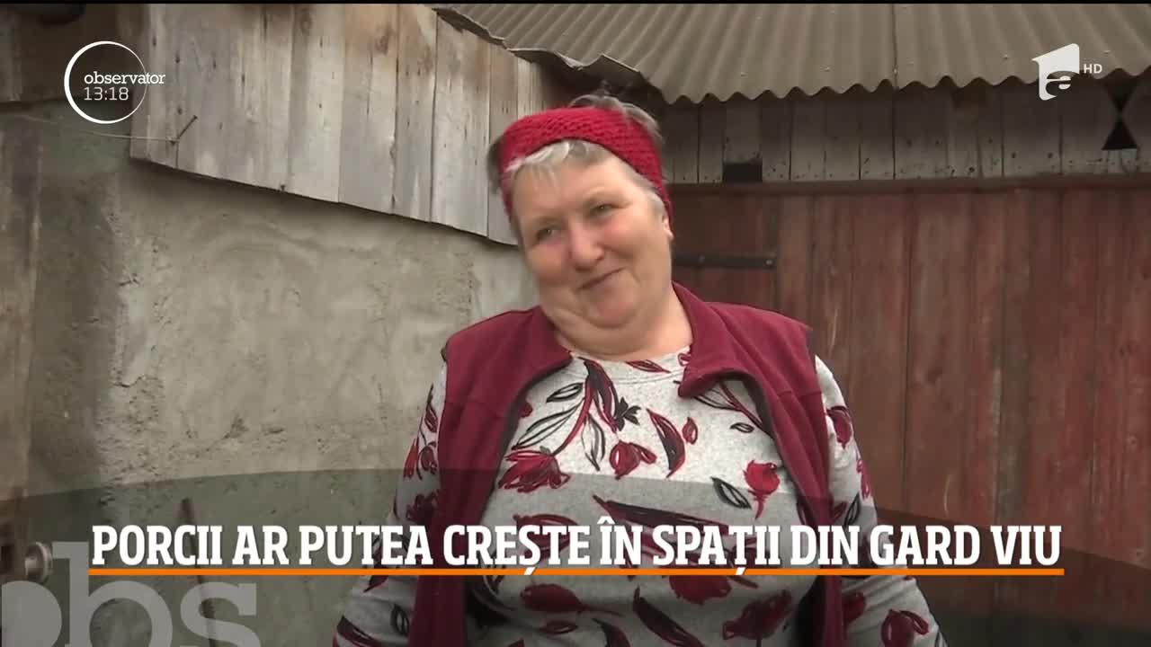 Oamenii care cresc animale &icirc;n gospodării, &icirc;ngroziţi de restricțiile autorităților. Porcii ar putea crește &icirc;n spații din gard viu